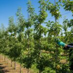 Orchard s technikou vedenia stromov Ramon s usporiadanými stromami a osobou ošetrovaním.